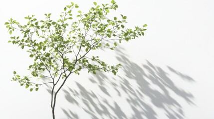 Fototapeta premium Spring Branch Casts Shadow on White Wall.