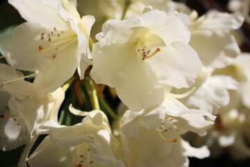 white rhododendron flower