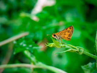 Close-up of an orange skipper butterfly on green leaf, vibrant macro nature photography, perfect...