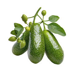 Fresh and Organic Green Cucumbers with Dew Drops Surrounded by Leaves Isolated on White Background for Healthy Eating and Culinary Use Transparent background, PNG
