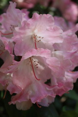 rhododendron