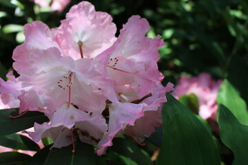 rhododendron