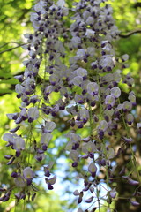 purple lilac flowers