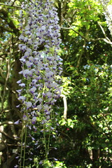 wisteria