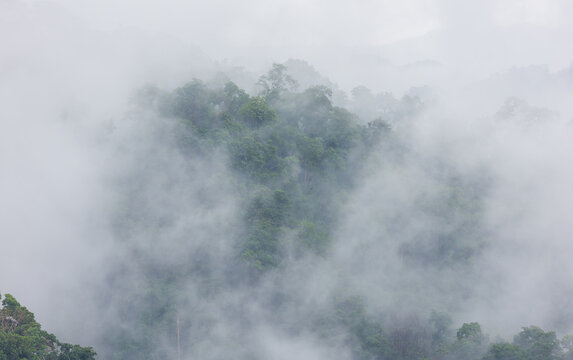 A white mist rises above the treetops on the mountain after the rain has stopped.