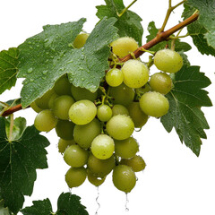 Fresh Green Grapes on Vine with Raindrops Captured in Natural Setting, Ideal for Healthy Lifestyle...