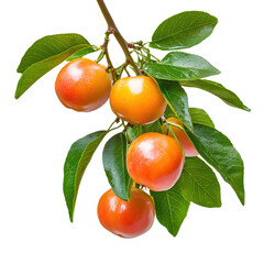 Fresh Ripe Apricots on a Branch Surrounded by Green Leaves Isolated on White Background for Healthy Food and Nature Themes Transparent background, PNG