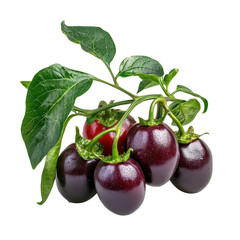 Fresh and vibrant purple garden vegetables with lush green leaves, perfect for healthy recipes and culinary presentations Transparent background, PNG