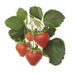 Fresh and Juicy Strawberries with Green Leaves Isolated on White Background for Healthy Eating and Culinary Use Transparent background, PNG