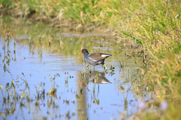 Common Moorhen Foraging in Shallow Water, Long Valley, Hong Kong