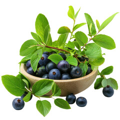 Fresh Blueberries with Green Leaves in Natural Wooden Bowl Creating a Vibrant and Healthy Organic Food Arrangement for Culinary and Dietary Use Transparent background, PNG
