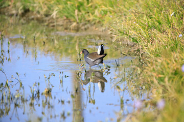 Common Moorhen Foraging in Shallow Water, Long Valley, Hong Kong