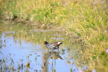 Common Moorhen Foraging in Shallow Water, Long Valley, Hong Kong