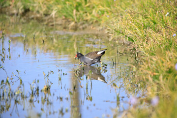 Common Moorhen Foraging in Shallow Water, Long Valley, Hong Kong