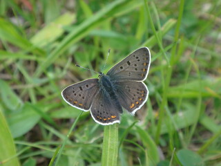 The sooty copper butterfly (Lycaena tityrus), male resting on a ribwort plantain leaf