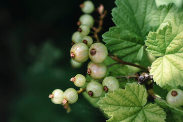 Unripe green gooseberry in garden at springtime, healthy food, ribes rubrum