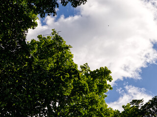 A view of the sky through trees with clouds and a bird flying