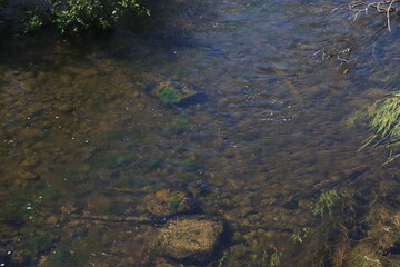 Piprell Lake and Area Scenery and Wildlife