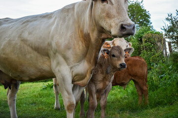 Un veau avec sa mère, de race à viande