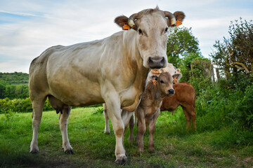 Une vache de couleur claire, de race à viande, avec son veau dans une prairie