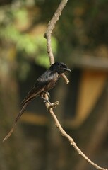 black winged blackbird sitting on a branch