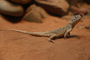The Central Netted Dragon is nature animal in australia