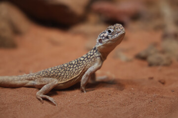 The Central Netted Dragon is nature animal in australia