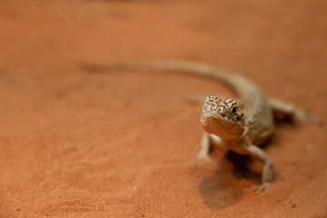 The Central Netted Dragon is nature animal in australia