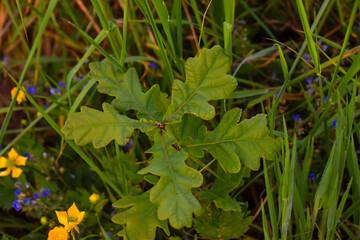 Jeune chêne poussant au milieu des herbes. Gros plan