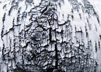 close-up background birch bark black and white. Pattern of the Silver Birch bark.