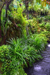 Fototapeta premium Greenery and Exotic Plants in Kuala Lumpur Butterfly Park, Malaysia