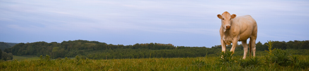Une vache blonde (race à viande) à droite d'un beau paysage de campagne. Slider ou bannière évoquant l'agriculture, la provenance des viandes, la production biologique, responsable et/ou française