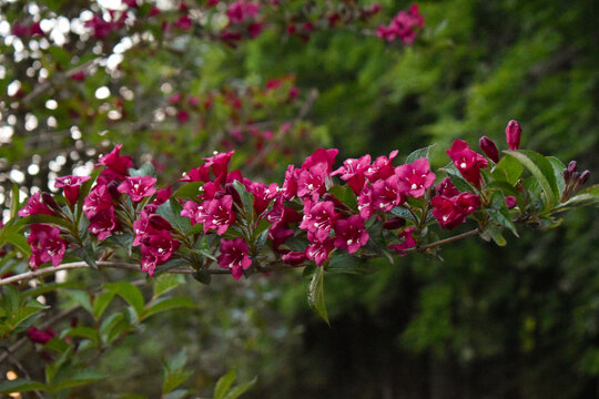 Branche avec des fleurs rose de Weigela, de jolies fleurs en clochette &eacute;voquant le printemps. Univers v&eacute;g&eacute;tal et f&eacute;minin. Cet arbuste ornemental apporte couleur et &eacute;l&eacute;gance aux parcs et jardins