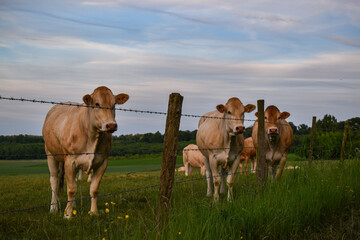 Vaches blondes curieuses au bord d'un pré