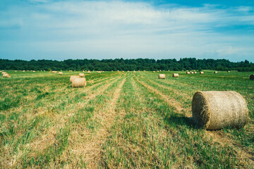 A vast green field is dotted with round bales of hay, neatly arranged in rows