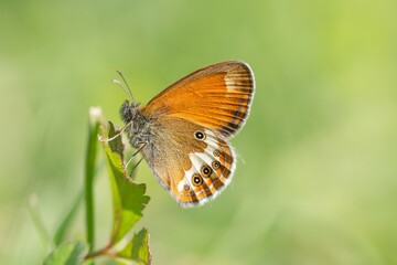 Un beau Papillon Céphale 