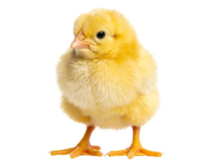 Yellow Easter Chick Standing with Fluffy Feathers, isolated on a transparent background.
