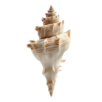 Detailed Close-up of a Scaly Wentletrap Seashell
