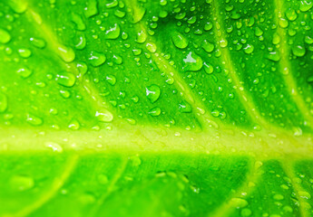 Beautiful large drop morning dew in nature, Drops of clean transparent water on leaves. Sun glare in drop. rainy season natural background