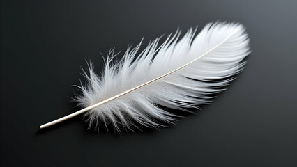 Obraz premium Single White Feather on Black Background Soft Light Elegant Delicate Airy Fluffy Downy Bird Feather Minimalist Nature Photography Studio Shot Clean Simple Pure White Feather Background Image calm hope