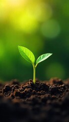 Fototapeta premium A young sprout pushes through the earth, reaching for sunlight, symbolizing growth and the promise of a brighter future A powerful image representing progress and potential , plant, progress