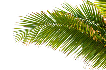 Fototapeta premium Coconut leave branch isolated on white
