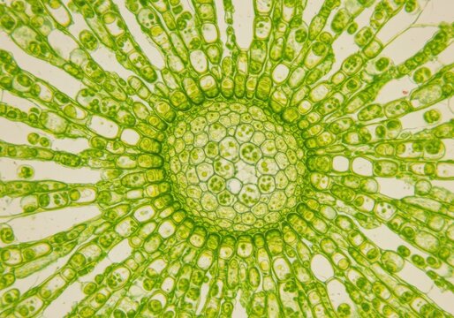 Green algae cells microscopic view