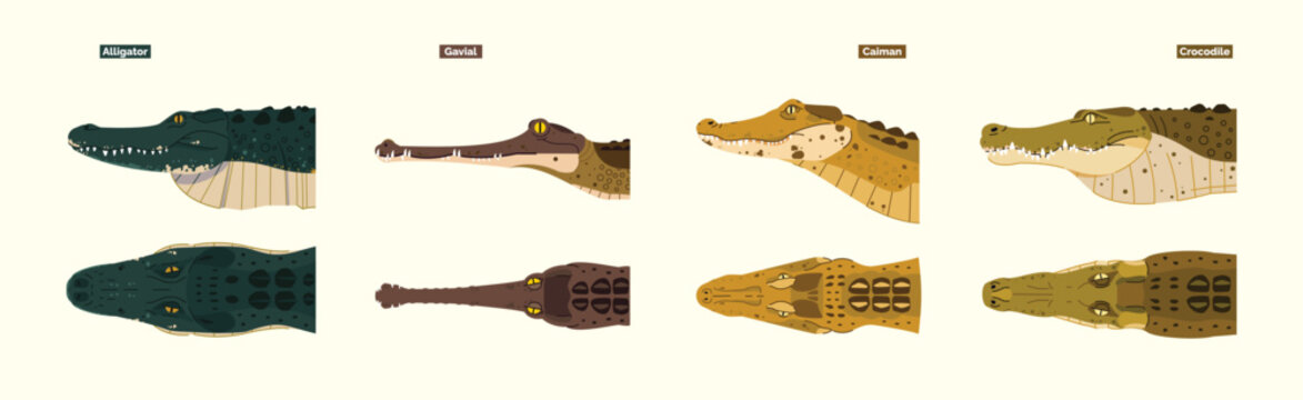 differences between crocodile, garial, caiman and alligator species in physical form, cartoon illustration. crocodile collection set