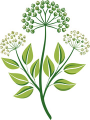 Angelica flowers vector art icon white background 