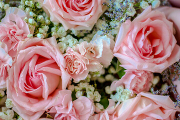 pink roses background