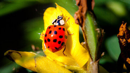 ladybird on yellow flower