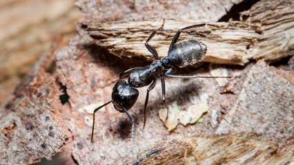 ant on the ground