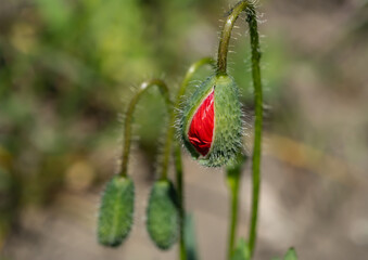 Close-up of a common poppy (Papaver rhoeas) flower bud just before blooming. The red petal emerges from the hairy green casing in early summer light