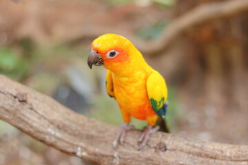sun conure parrot perched on a tree branch. Its brilliant yellow, orange, and green plumage stands out against the soft natural background, capturing the beauty of exotic tropical birds.